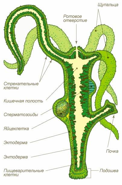 Логин пароль blacksprut blacksprute com